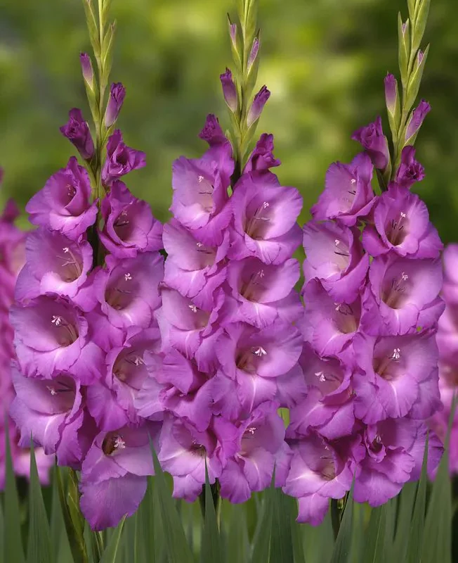 Gladioolisibulate müük e pood