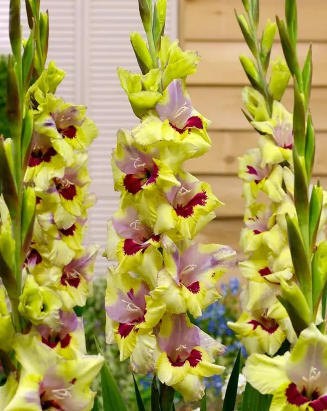 Gladiool "Oracle" pakendis 5 tk