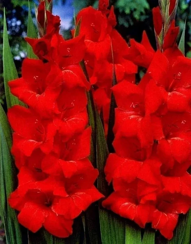 Gladiool "Oscar" pakendis 5 tk