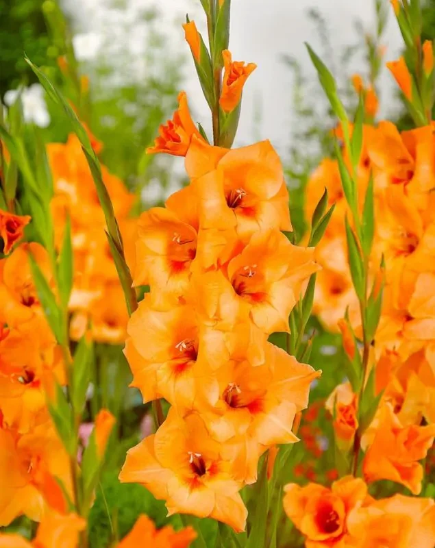 Gladiool "Peter pears" pakendis 5 tk