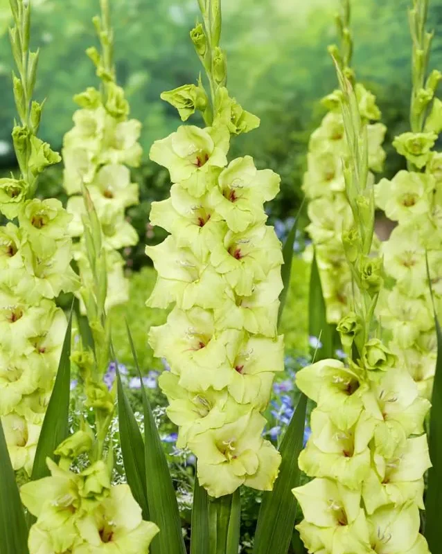 Gladiool "Prima verde" pakendis 5 tk