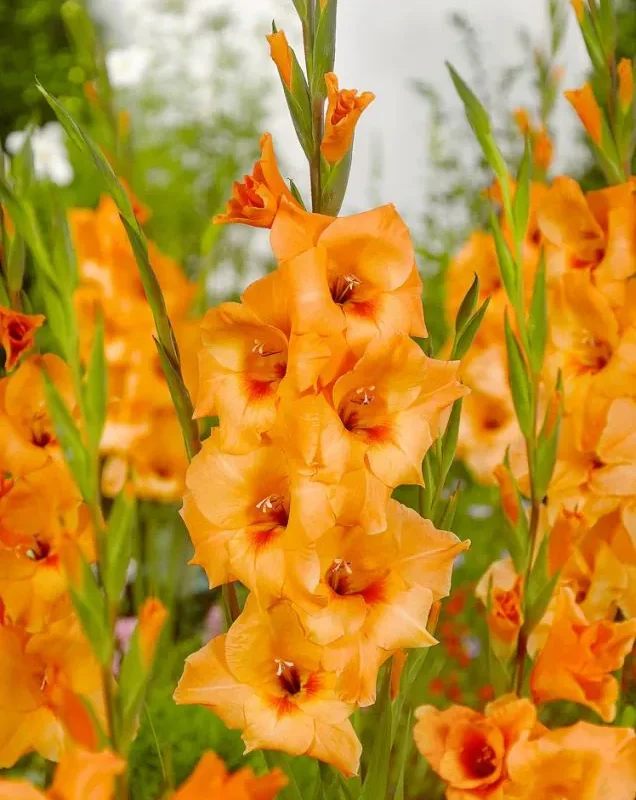 Gladiool "Prince of orange" pakendis 5 tk