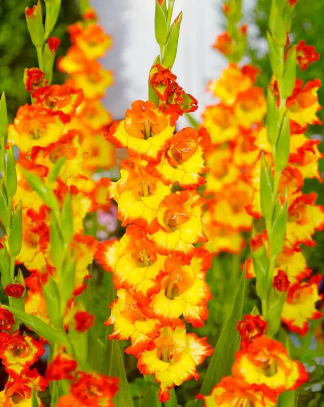 Gladiool "Princess margareth rose" pakendis 5 tk