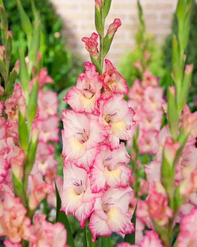 Gladiool "Priscilla" pakendis 5 tk