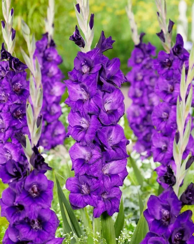 Gladiool "Purple flora" pakendis 5 tk