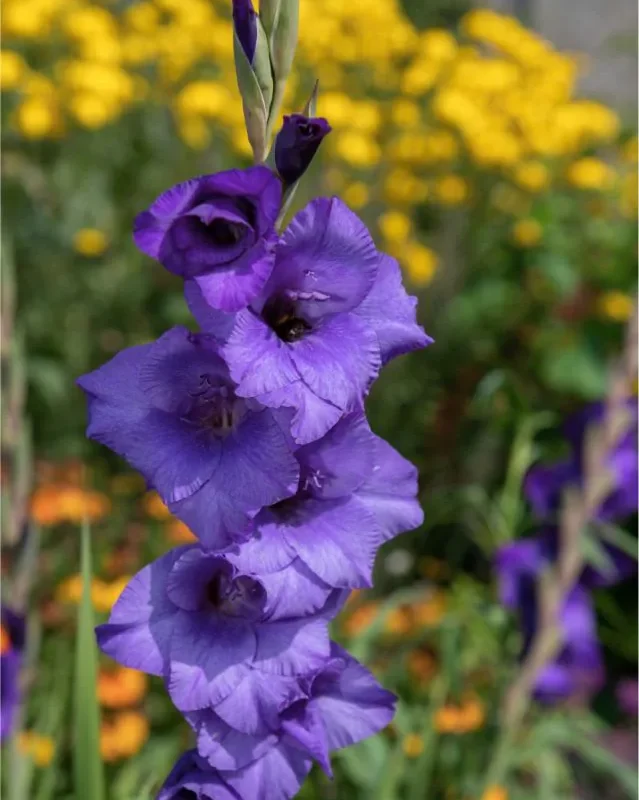 Gladiool "Purple magic" pakendis 5 tk