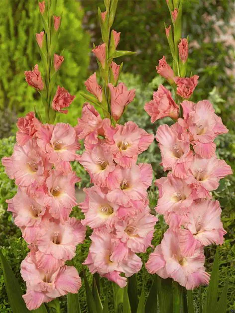 Gladiool "Rose supreme" pakendis 5 tk