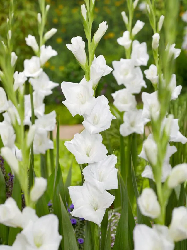 Gladiool "Snowboard" pakendis 5 tk