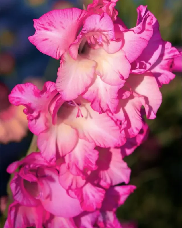 Gladiool "Violet king" pakendis 5 tk