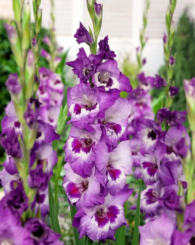 Gladiool "Vista" pakendis 5 tk