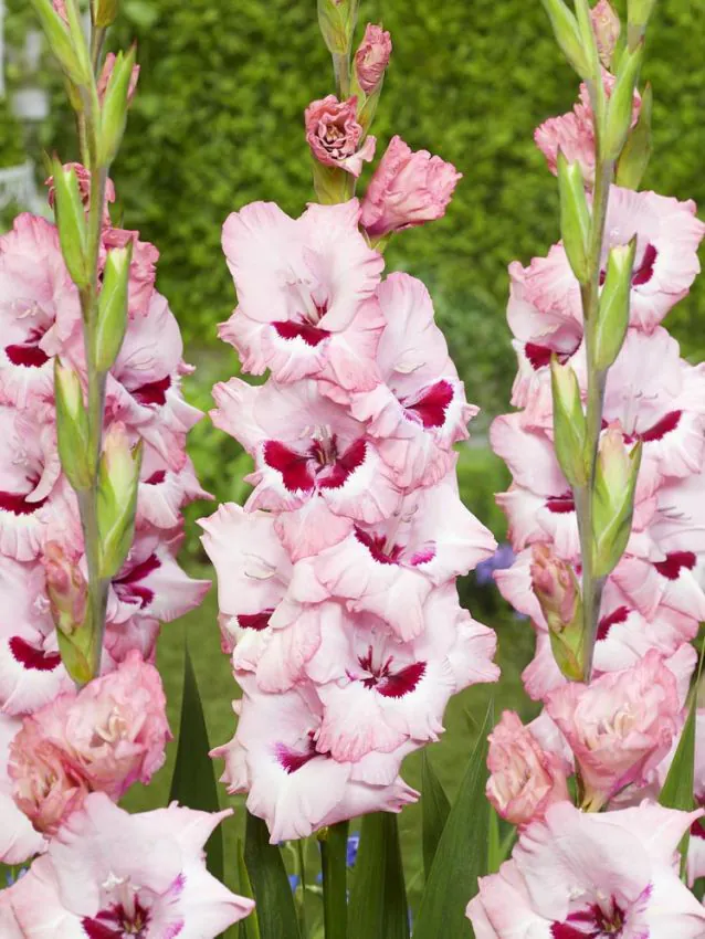 Gladiool müük Eesti