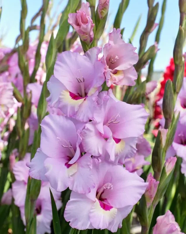 Gladiool "Zamora" pakendis 5 tk