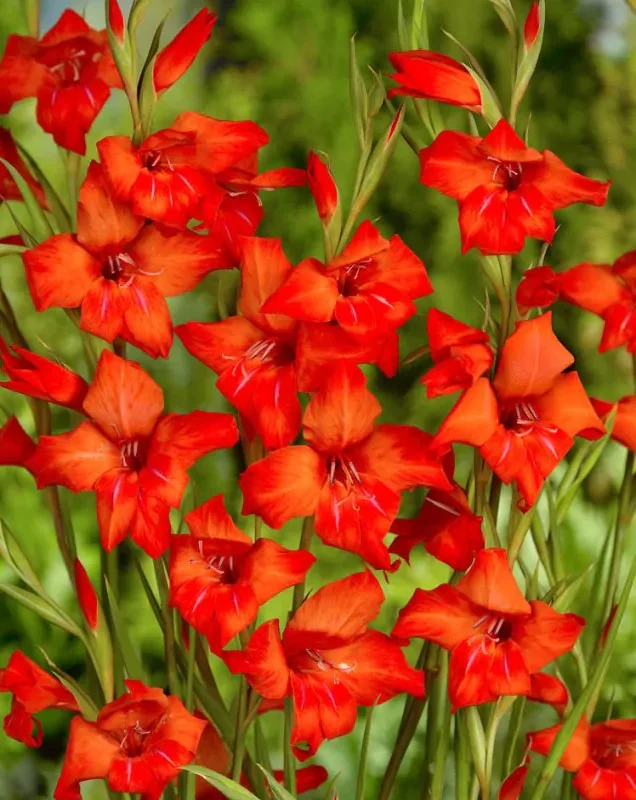 Gladioolisibulate müük e pood