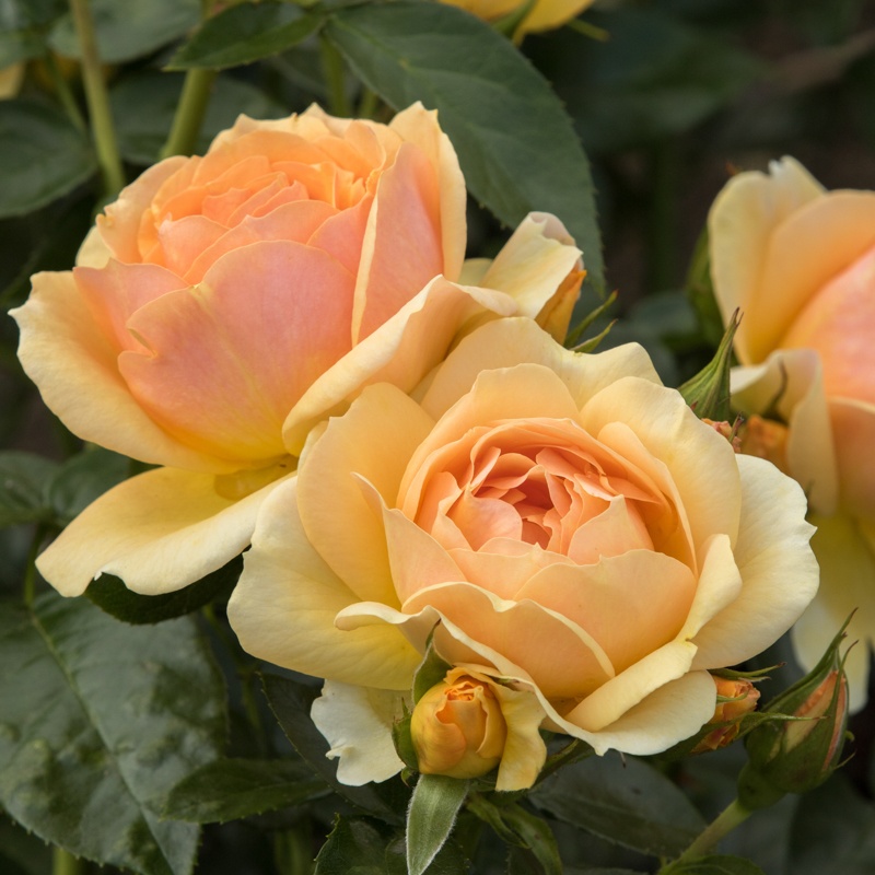 Paljasjuurne roosiistik  Hansestadt Rostock®/ B klass/ 1tk.