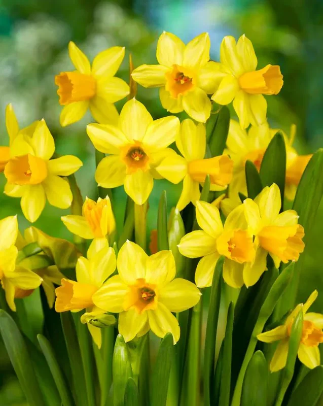 Nartsiss Tete a-Tete pakendis 10 tk