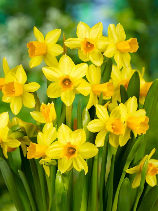 Nartsiss Tete a-Tete pakendis 10 tk