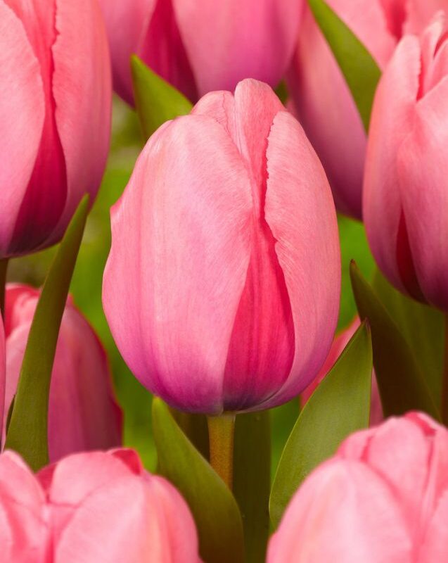 Tulp  “Pink impression“ pakendis 5 tk