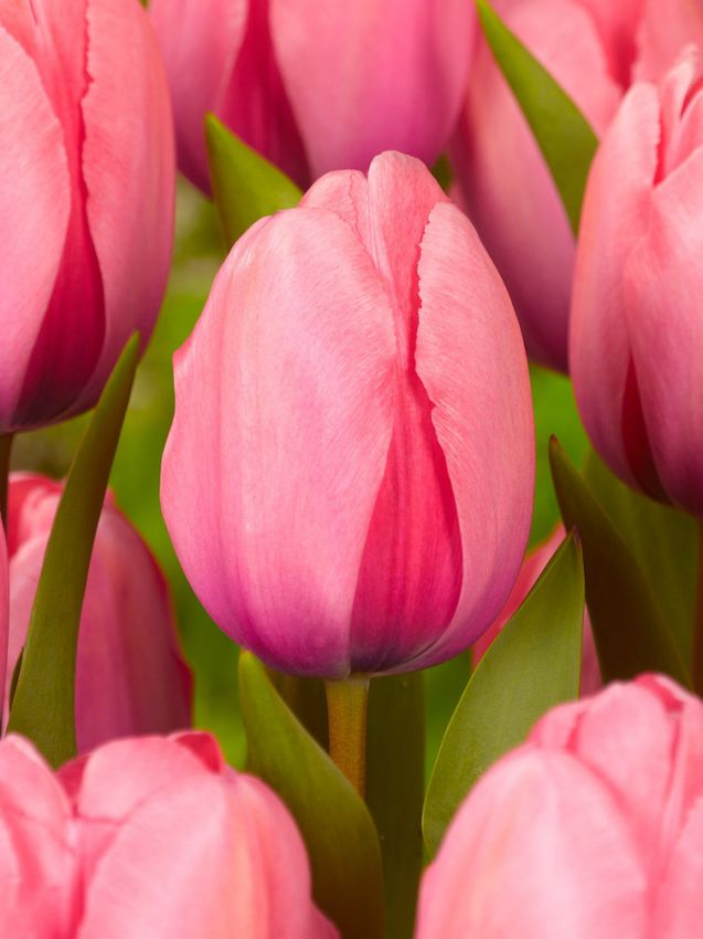 Tulp “Pink impression“ pakendis 5 tk