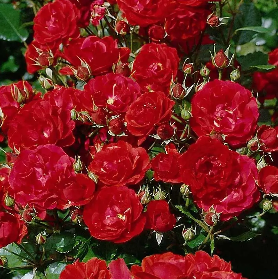 Rooside kasvatamine, telli istikud e-poest