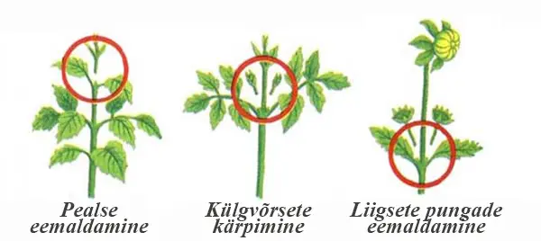 Daalia võrsete eemaldamine