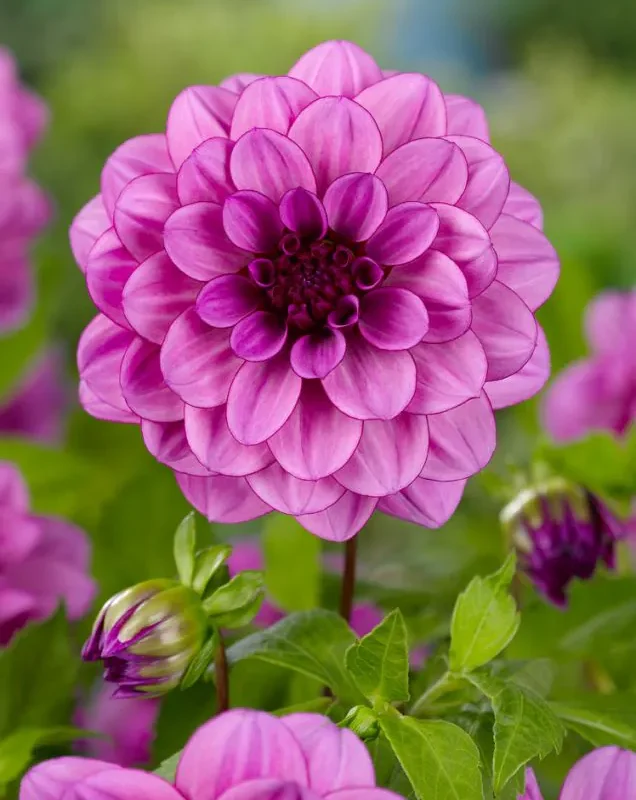 Daalia “Blue Bell” 1 tk