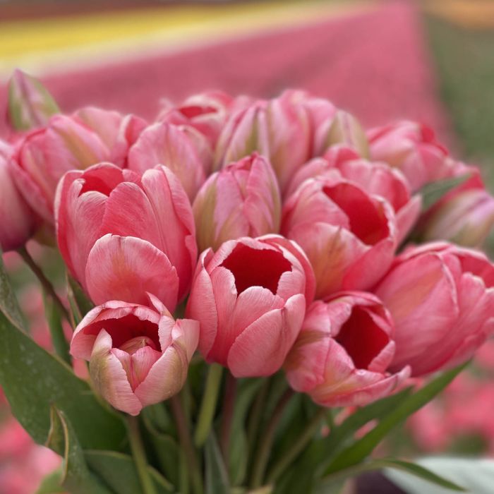 Tulp "Design Impression" pakendis 7 tk. - Image 5