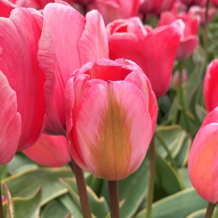Tulp "Design Impression" pakendis 7 tk. - Image 4