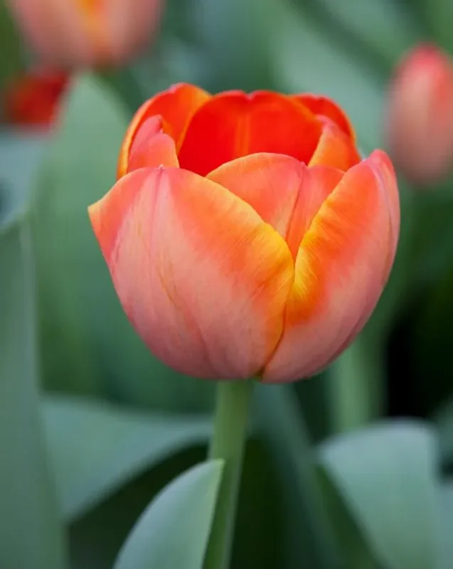 Tulp "Ad rem" pakendis 5 tk.