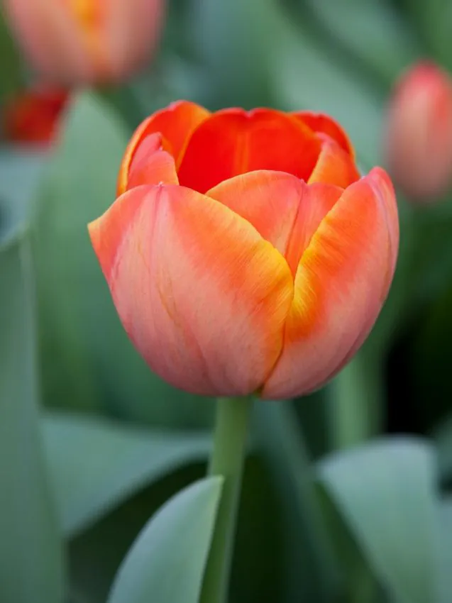 Tulp "Ad rem" pakendis 5 tk.