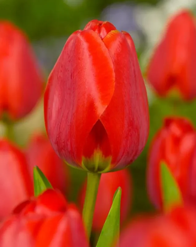 Tulp "Apeldoorn" pakendis 5 tk.
