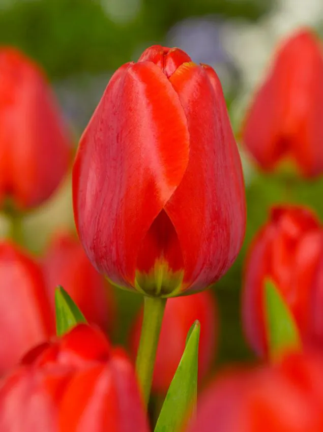 Tulp "Apeldoorn" pakendis 5 tk.