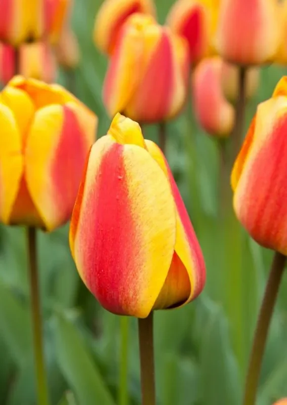 Tulp "Apeldoorn's Elite" pakendis 5 tk.
