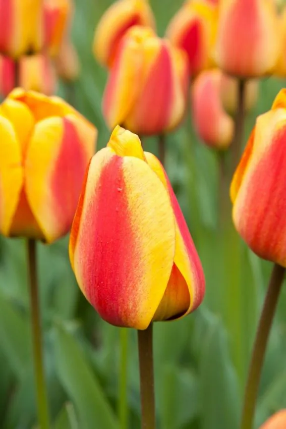 Tulp "Apeldoorn's Elite" pakendis 5 tk.