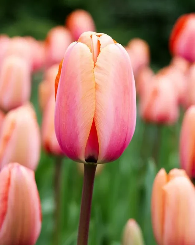 Tulp "Apricot Impression" pakendis 5 tk.
