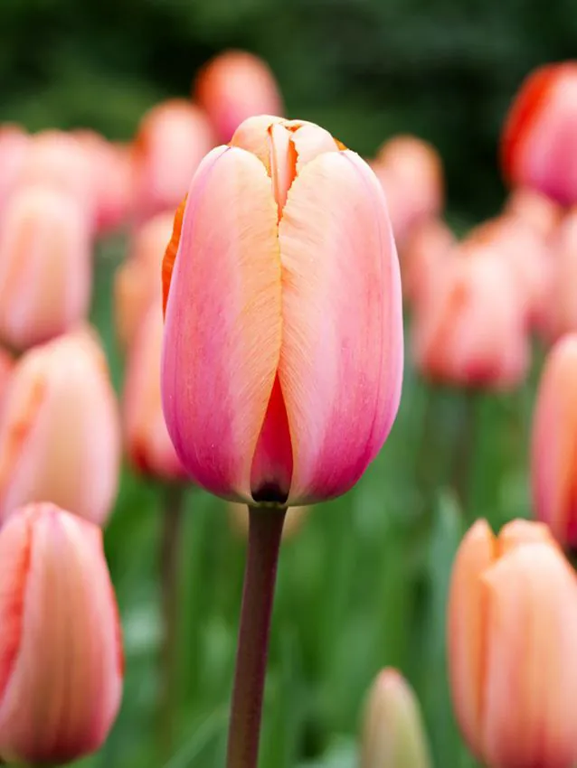 Tulp "Apricot Impression" pakendis 5 tk.