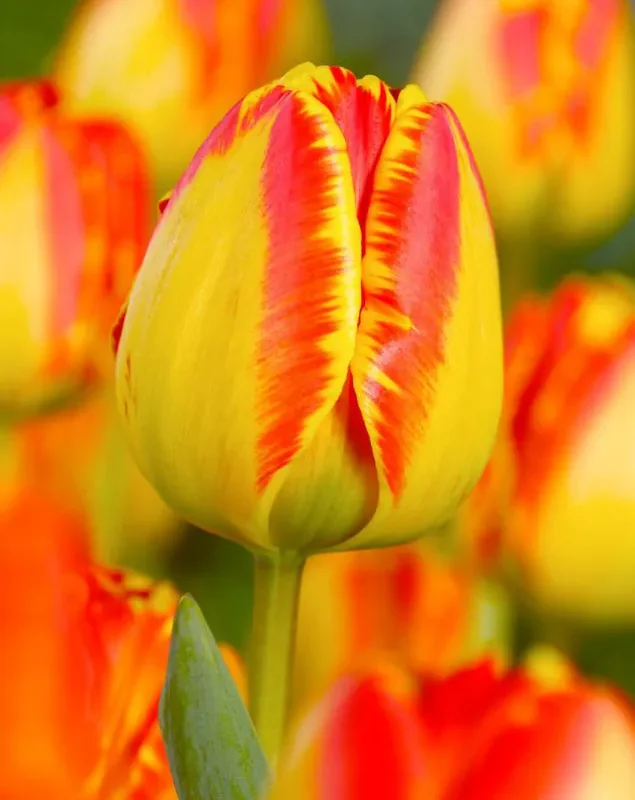 Tulp "Banja Luka" pakendis 5 tk.