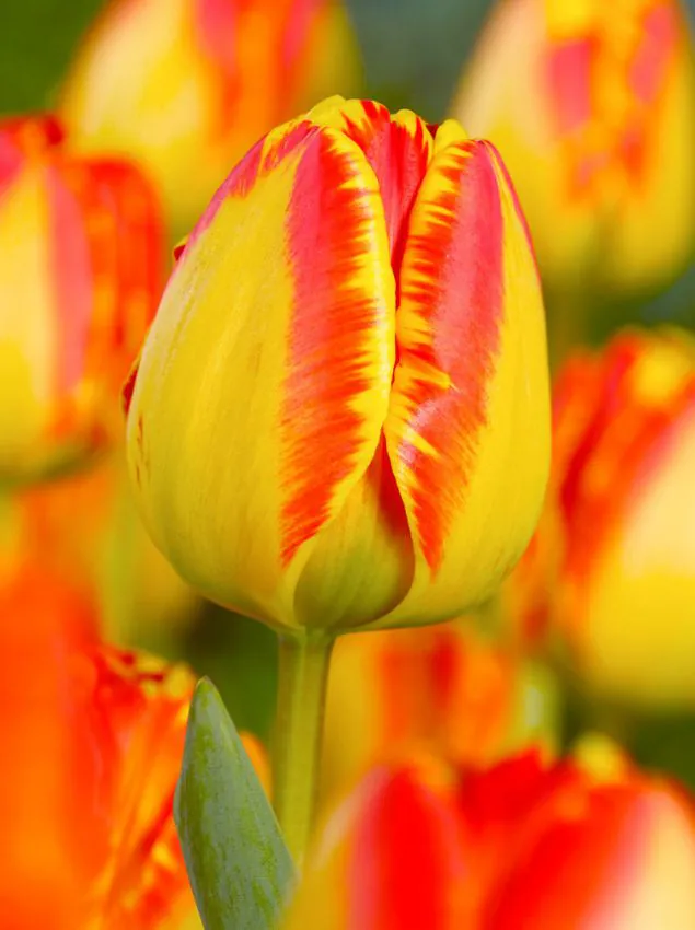 Tulp "Banja Luka" pakendis 5 tk.