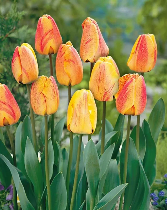 Tulp "Beauty of Apeldoorn" pakendis 5 tk.