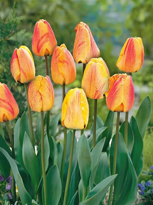 Tulp "Beauty of Apeldoorn" pakendis 5 tk.