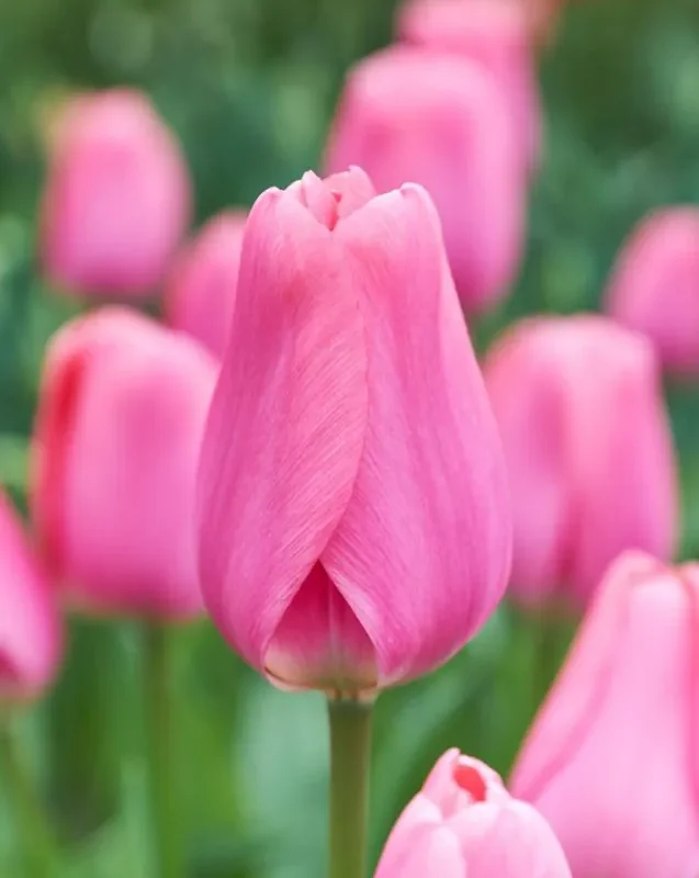 Tulp "Big Love" pakendis 5 tk.