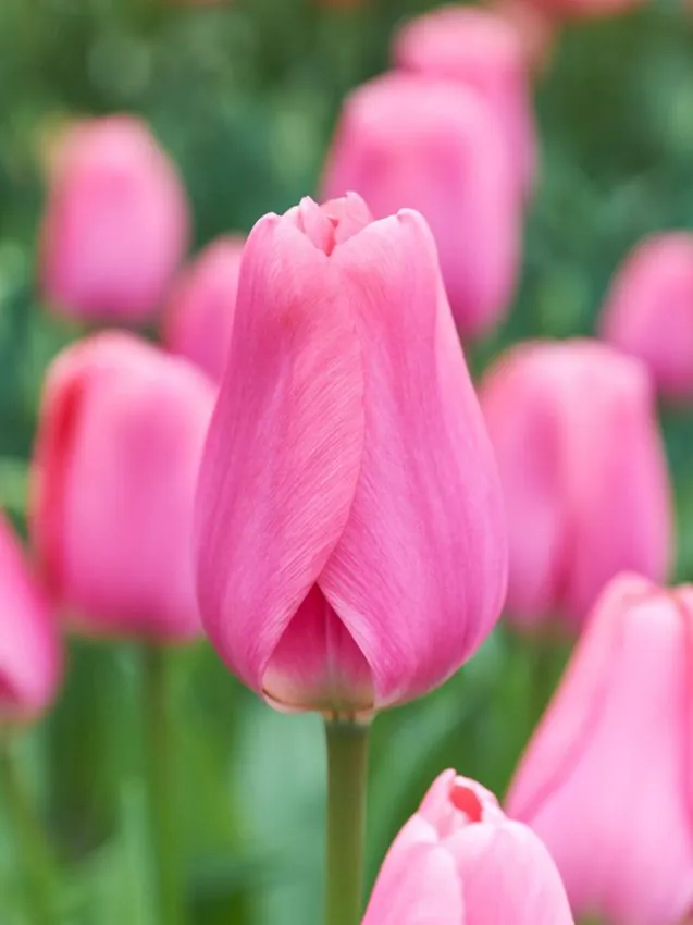 Tulp "Big Love" pakendis 5 tk.
