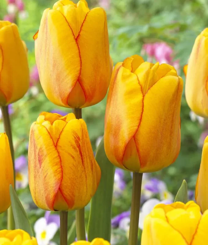 Tulp "Blushing apeldoorn" pakendis 5 tk.