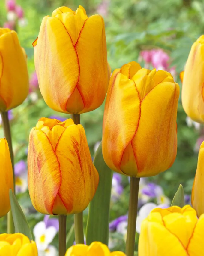 Tulp "Blushing apeldoorn" pakendis 5 tk.