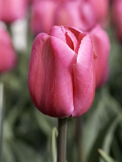 Tulp "Carola" pakendis 10 tk