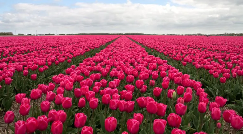 Tulp "Carola" pakendis 10 tk - Image 2