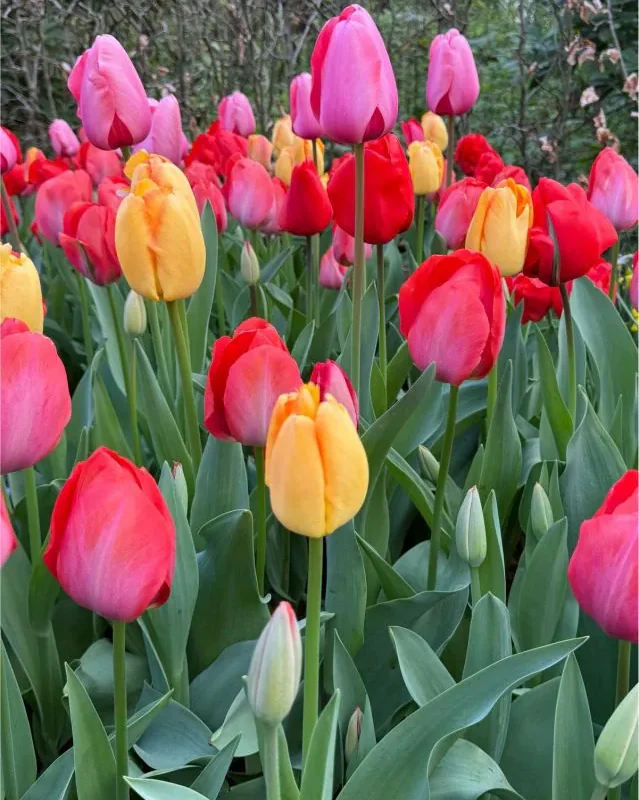 Tulp "Darwin hybrid mix" pakendis 10 tk.