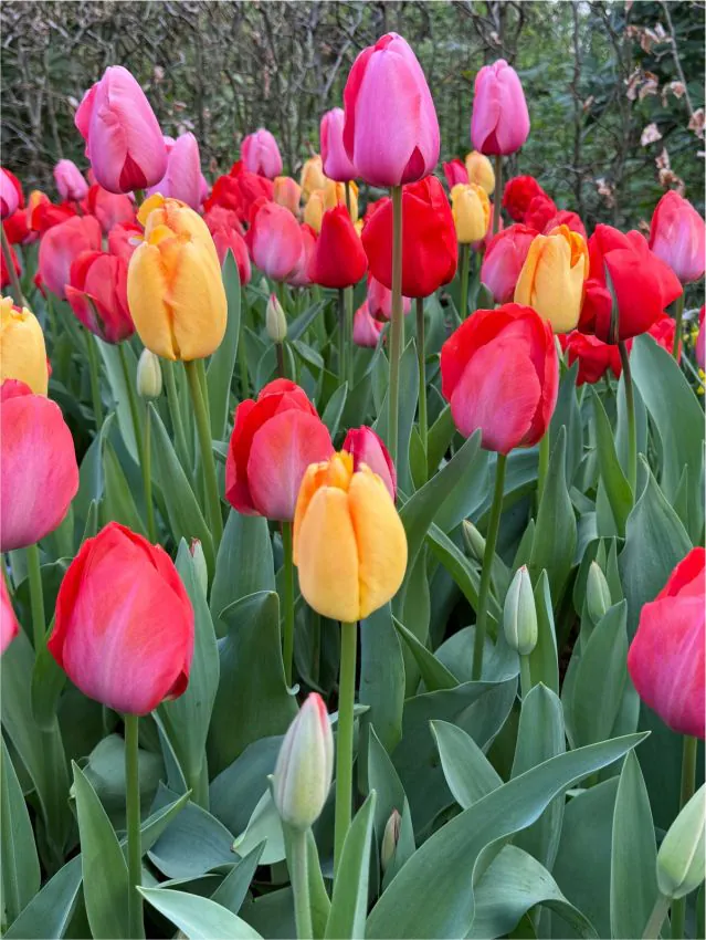 Tulp "Darwin hybrid mix" pakendis 10 tk.