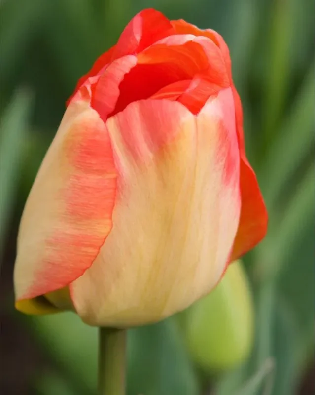 Tulp "Daydream" pakendis 5 tk.