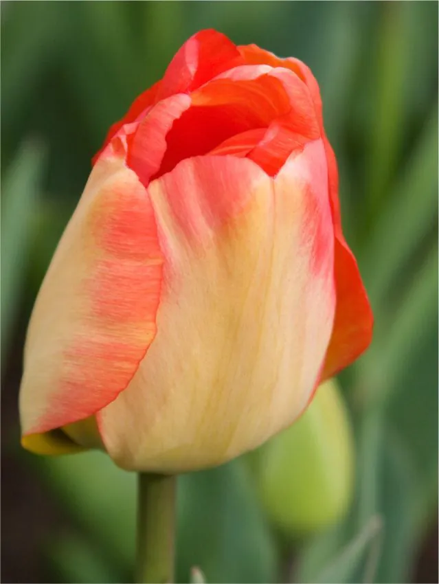 Tulp "Daydream" pakendis 5 tk.