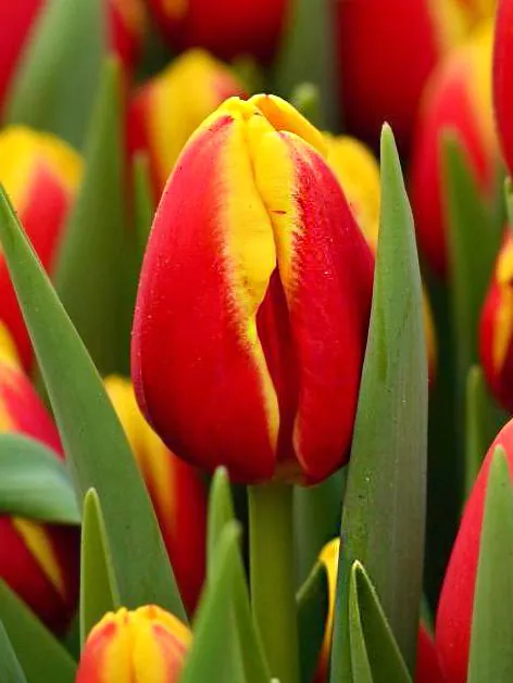 Tulp "Denmark" pakendis 5 tk